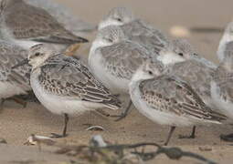 Bécasseau sanderling