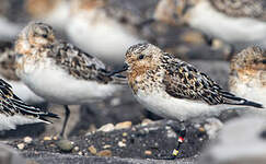 Bécasseau sanderling