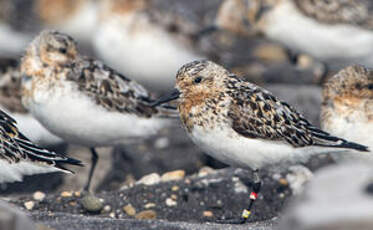 Bécasseau sanderling