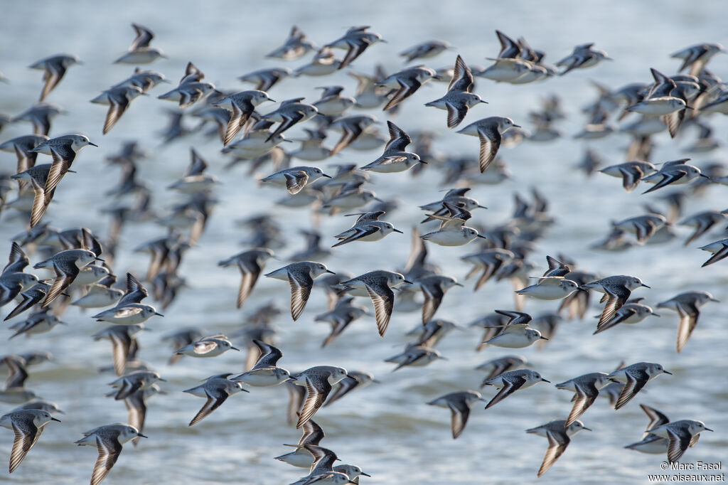 Bécasseau sanderling, Vol