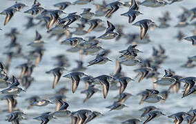 Sanderling