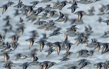 Bécasseau sanderling