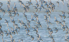 Bécasseau sanderling