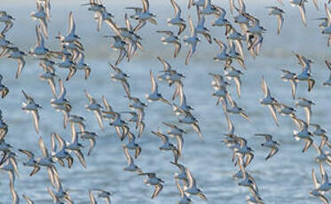 Bécasseau sanderling