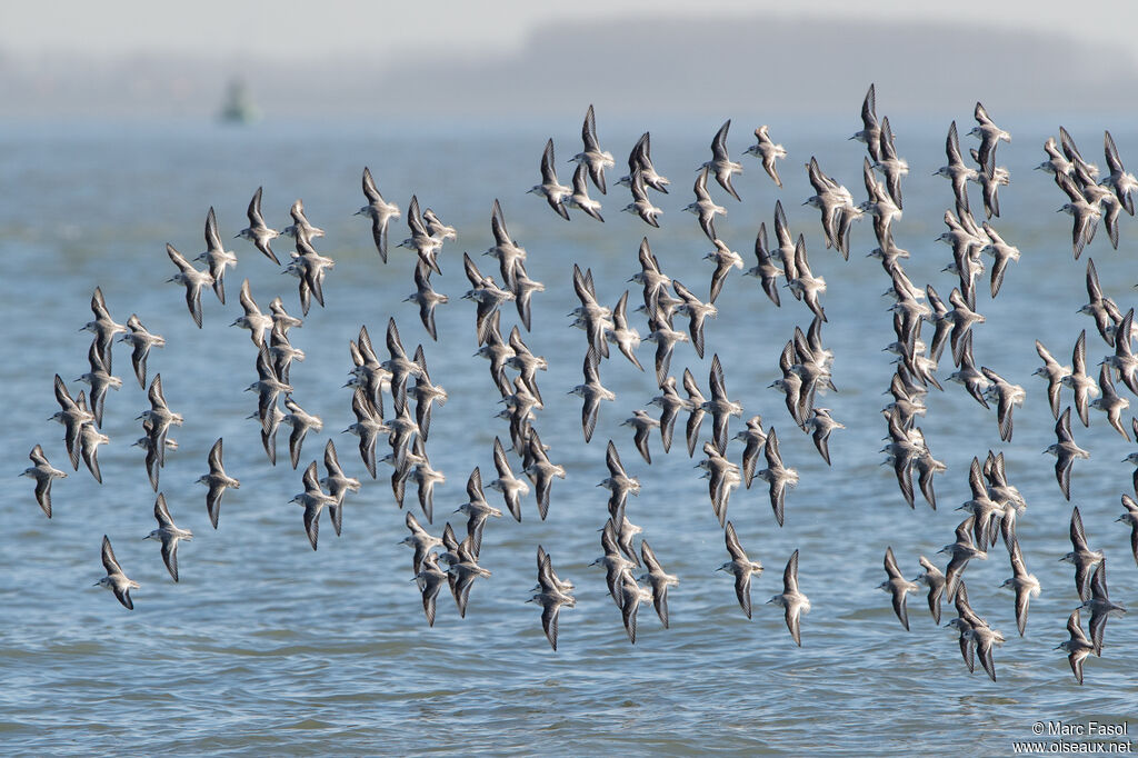 Sanderling, Flight