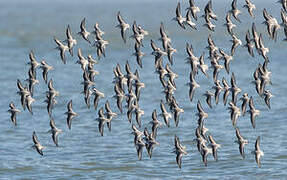 Sanderling