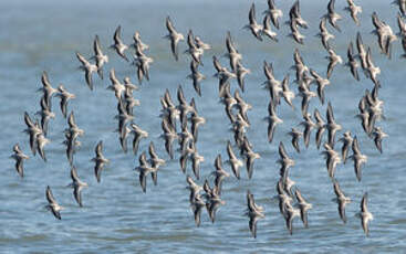 Bécasseau sanderling