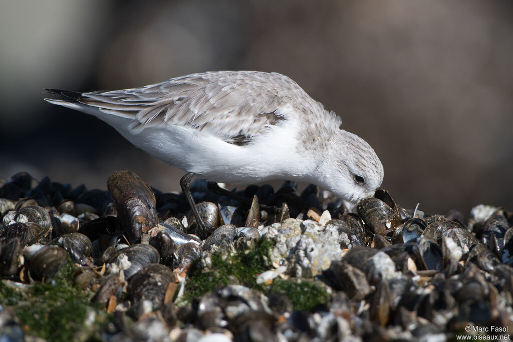 Sanderlingadult, identification, feeding habits, eats