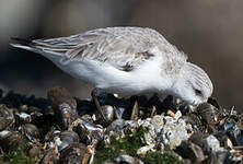 Bécasseau sanderling