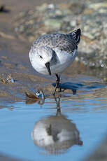 Bécasseau sanderling