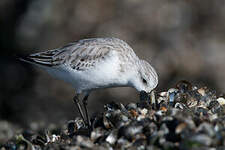 Bécasseau sanderling