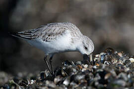 Bécasseau sanderling