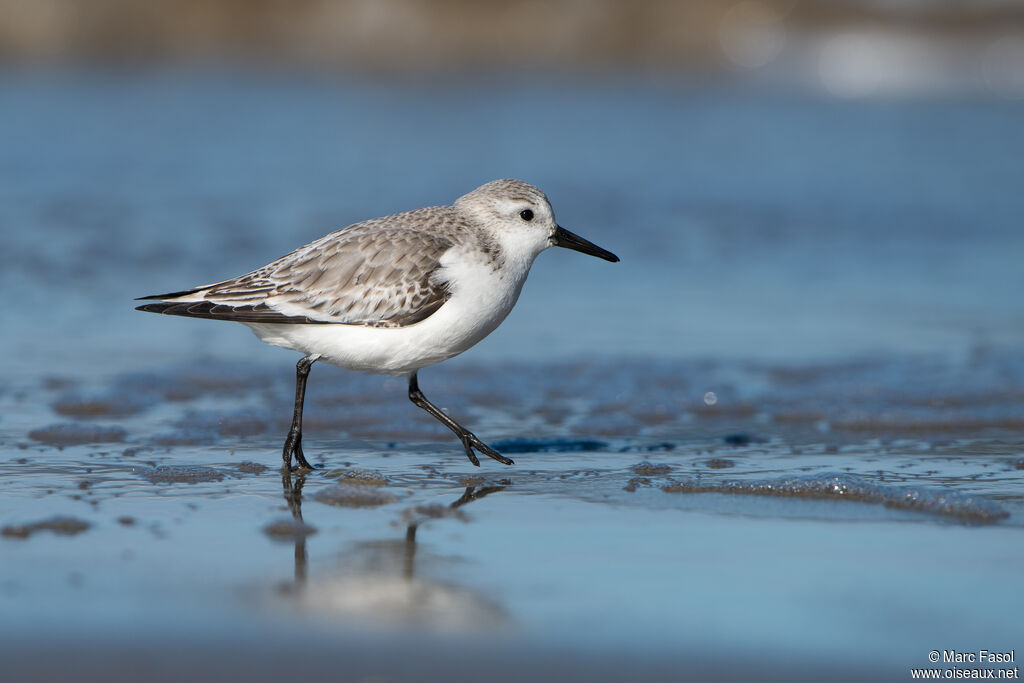 Sanderlingadult, identification, walking