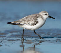 Bécasseau sanderling