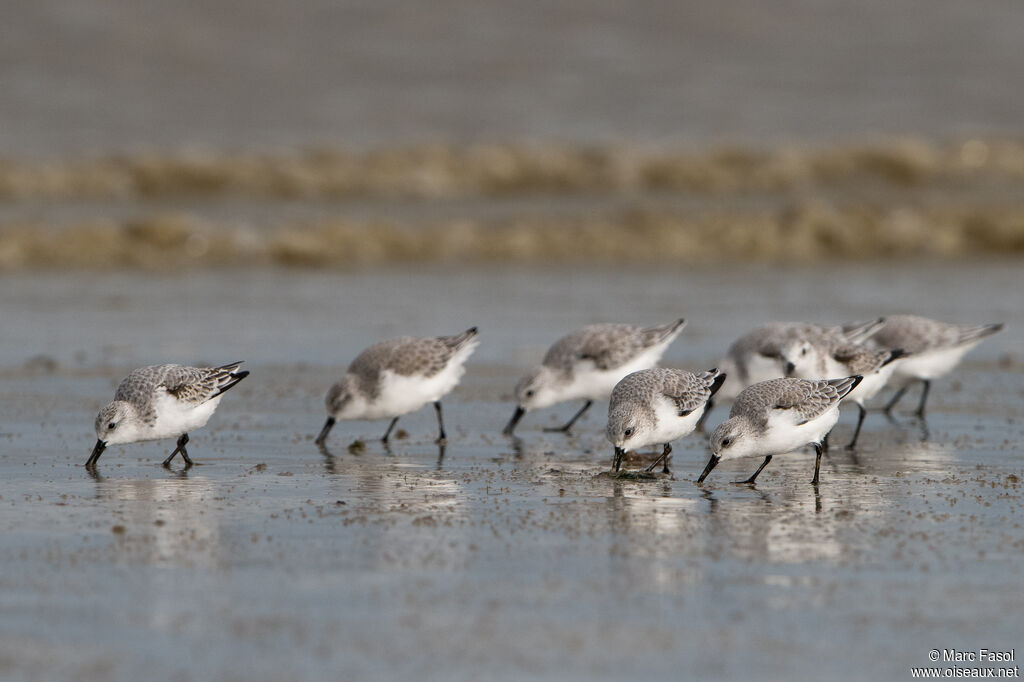 Sanderling, walking, eats