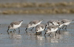 Bécasseau sanderling