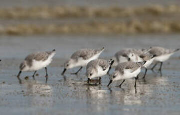 Bécasseau sanderling