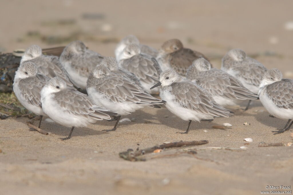 Sanderling, identification