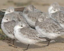 Sanderling