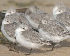 Bécasseau sanderling