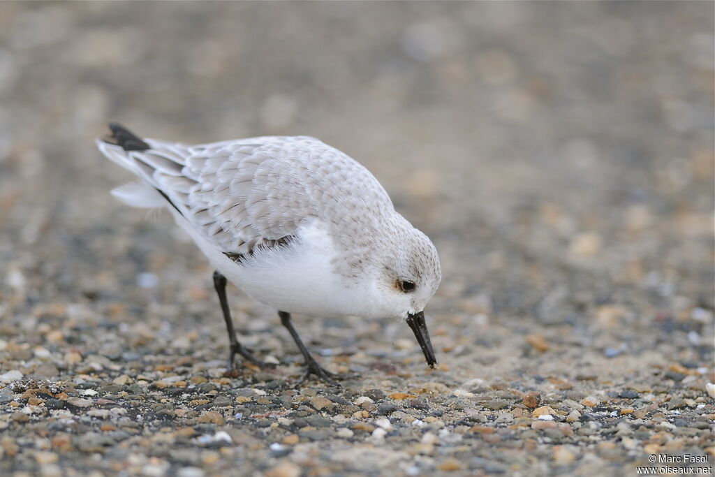 Sanderling, identification, feeding habits