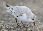 Bécasseau sanderling