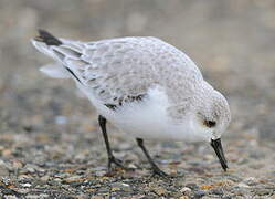 Sanderling