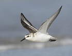 Bécasseau sanderling