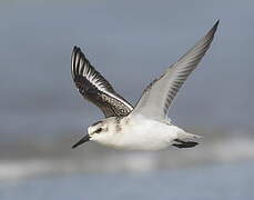 Sanderling