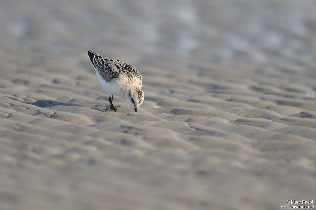 Sanderlingjuvenile, identification, feeding habits, Behaviour