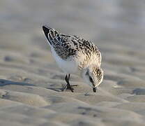 Sanderling