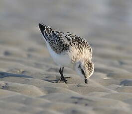 Bécasseau sanderling