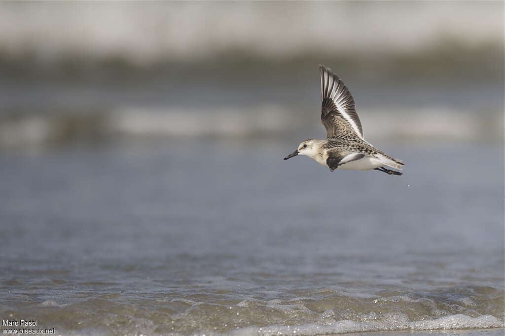 Bécasseau sanderling2ème année, Vol