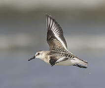 Bécasseau sanderling