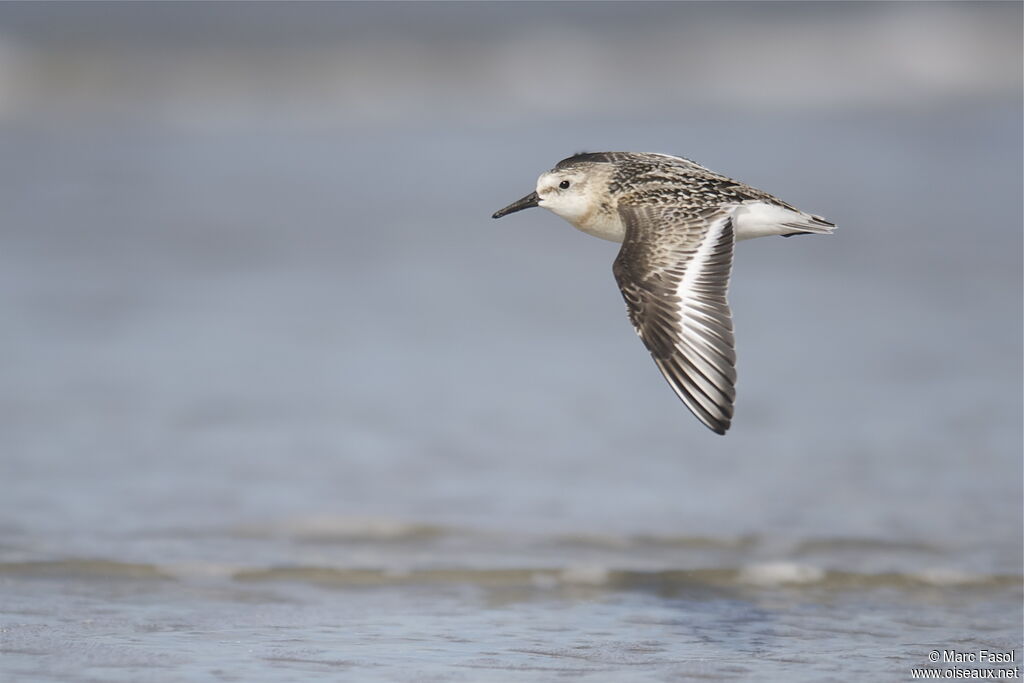 Sanderlingjuvenile, Flight