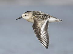 Bécasseau sanderling