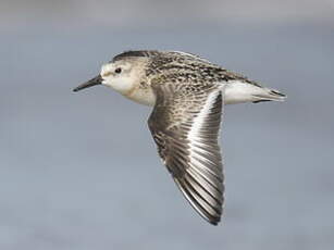 Bécasseau sanderling