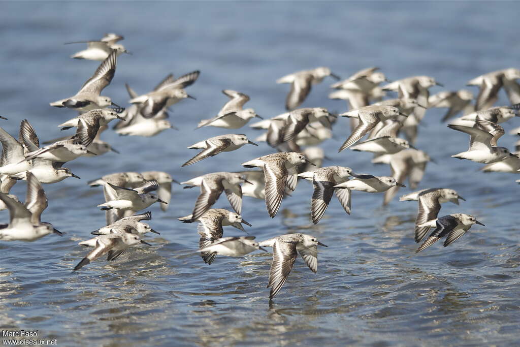 Sanderling, Flight, Behaviour