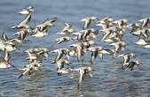 Bécasseau sanderling