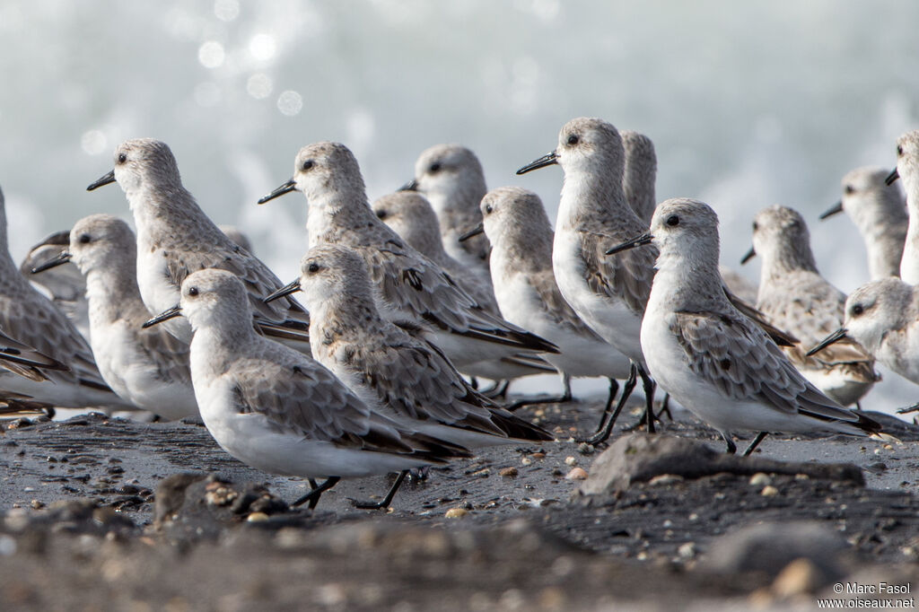 Bécasseau sanderling