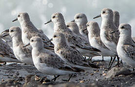 Sanderling