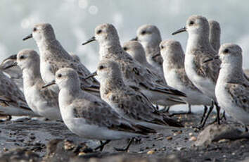 Bécasseau sanderling