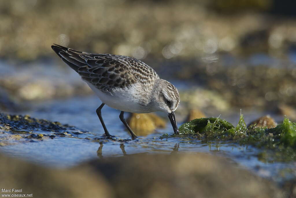 Semipalmated SandpiperFirst year, fishing/hunting, Behaviour