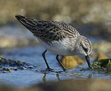 Semipalmated Sandpiper