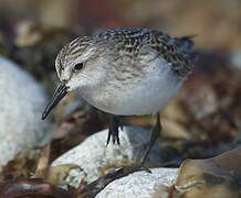 Semipalmated Sandpiper