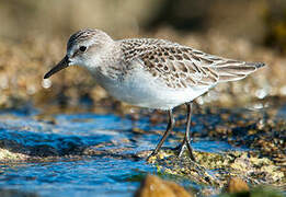 Semipalmated Sandpiper