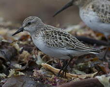 Semipalmated Sandpiper