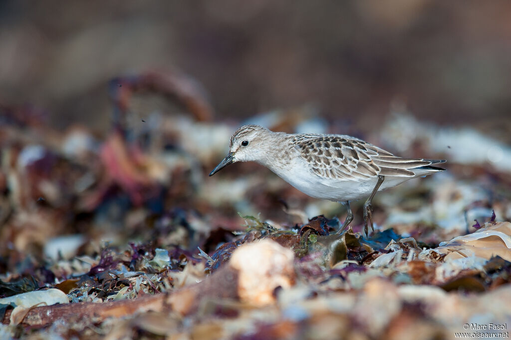 Semipalmated Sandpiperadult, identification, walking