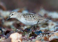 Semipalmated Sandpiper