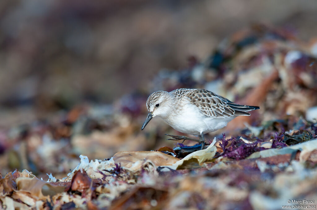 Semipalmated Sandpiperadult, identification, walking